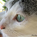 Michael Dear Photo 36