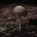 Larry Stump Photo 32