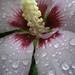 Rose Sharon Photo 39