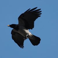 Charlie Crow Photo 4