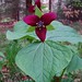 Robin Mitchell Photo 43