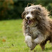 Joy Beard Photo 31