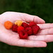 Berry Lindsey Photo 16
