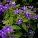 Violet Bell Photo 40