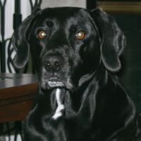 Robert Hebb Photo 2