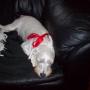 Diane Ammons Photo 9