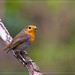 Robin Branch Photo 39