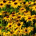 Susan Nevin Photo 26