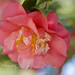 Kimberley Bloom Photo 19