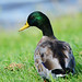 E Mallard Photo 18