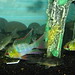 Cory Blue Photo 25