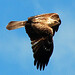Anita Hawks Photo 22