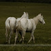 Heather Waller Photo 40