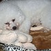 Judy Higgins Photo 37