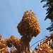 Autumn Head Photo 25