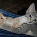Holli Foster Photo 28