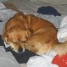 Lillian Lee Photo 12