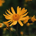 Kurt Haller Photo 20
