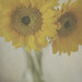 Ginger Keller Photo 29