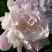 Larry Tobin Photo 35