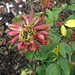 Rose Giroux Photo 19