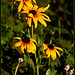 Susan Stroke Photo 14