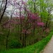 Bud Lane Photo 21