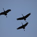 Larry Crane Photo 46