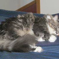 Fred Mccullough Photo 3