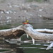 Kevin Franzen Photo 24