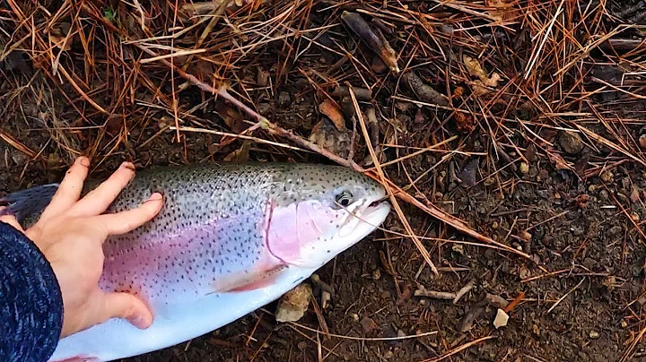 Gregory Trout Photo 13