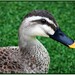 Donald Whitcomb Photo 21