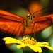 Scott Schoen Photo 36