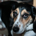 Ron Roscoe Photo 16