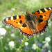 Steven Freund Photo 31