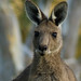Joe Roos Photo 28