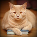 Mark Gatti Photo 23
