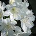Peggy Bloom Photo 26