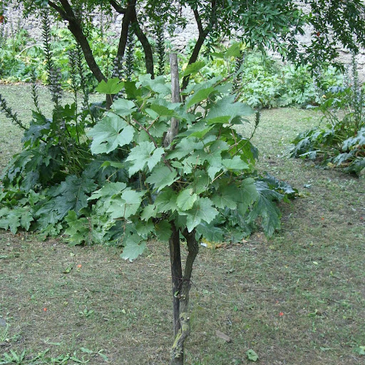 April English Photo 16