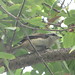 Taiwan Brown Photo 28