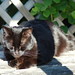 Lynn Dorris Photo 17
