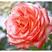 Carla Rose Photo 31
