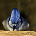 Jay Peck Photo 32