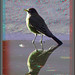 Brian Borders Photo 40