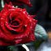 Barbara Graver Photo 13
