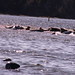 Edward Seal Photo 19