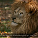Leo Power Photo 29