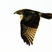 Ryan Hawks Photo 29