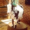 Jack Parkin Photo 11