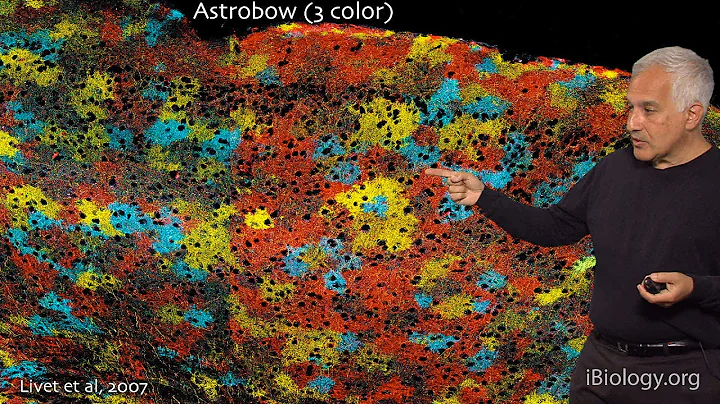 Steven Lichtman Photo 10
